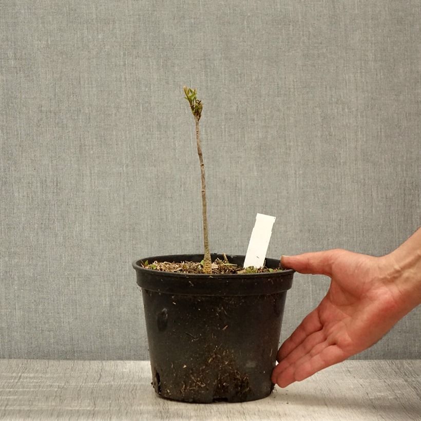 Exemplaar van Gymnocladus dioica - Doodsbeenderenboom Pot van 2 l/3 l zoals geleverd in de lente