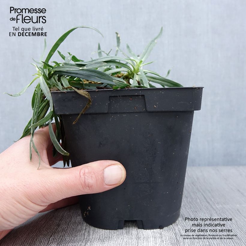Exemplaar van Gypsophila paniculata Bristol Fairy - Bruidssluier Pot van 2 l/3 l zoals geleverd in de herfst