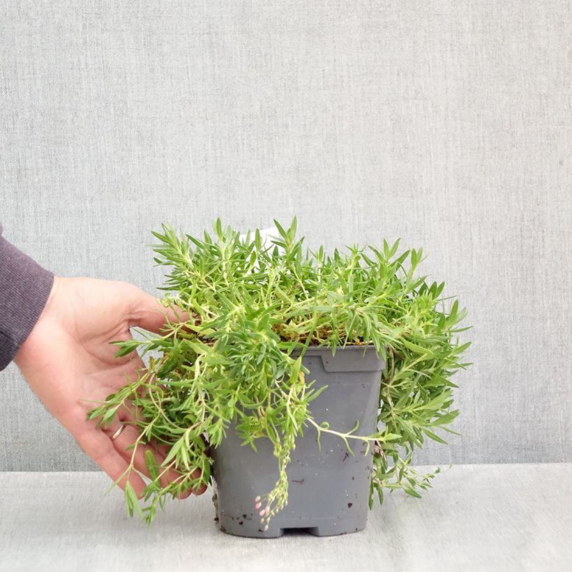 Exemplaar van Gypsophila repens Rosa Schönheit - Kruipend gipskruid Pot van 2 l/3 l zoals geleverd in de herfst