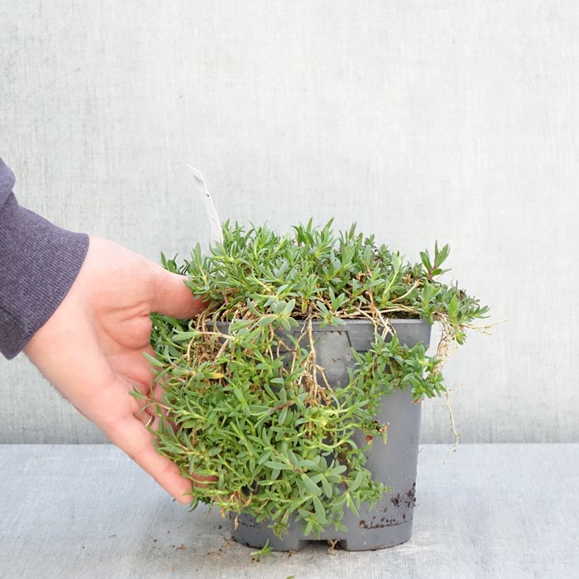 Exemplaar van Gypsophila repens Rosa Schönheit - Kruipend gipskruid Pot van 2 l/3 l zoals geleverd in de lente