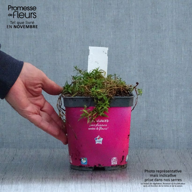 Exemplaar van Gypsophila Rosenschleier - Bruidssluier Pot van 2 l/3 l zoals geleverd in de herfst