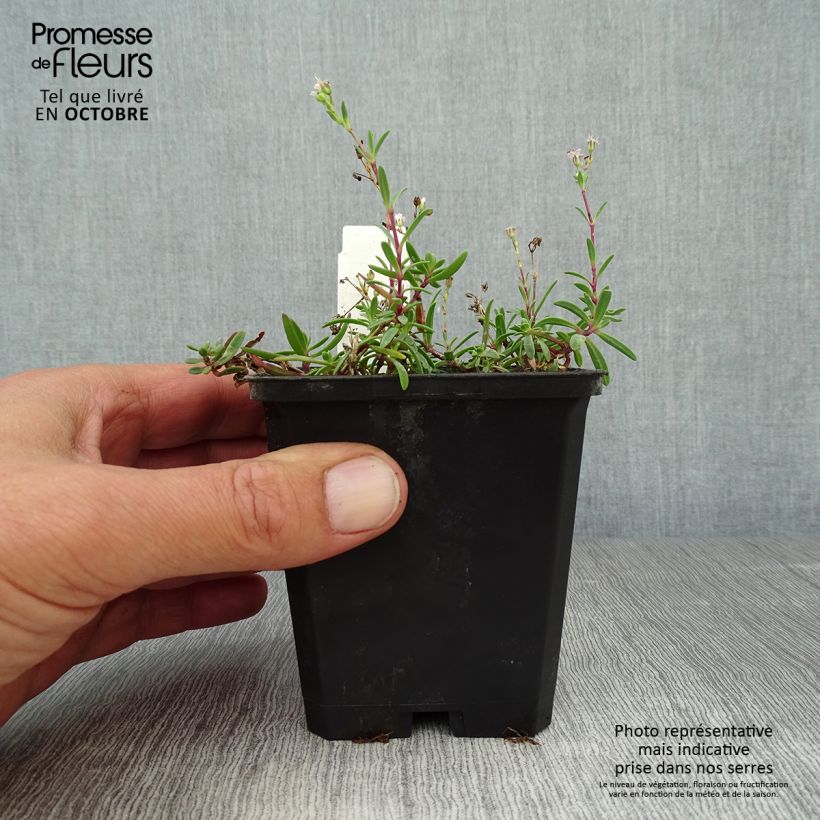 Exemplaar van Gypsophila repens Wit - Kruipend gipskruid Kweekpotje van 8/9 cm zoals geleverd in de herfst
