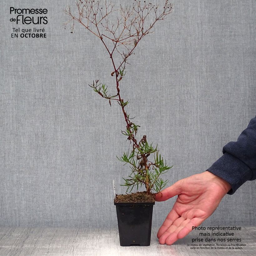 Exemplaar van Gypsophila Festival Pink - Bruidssluier Kweekpotje van 8/9 cm zoals geleverd in de herfst