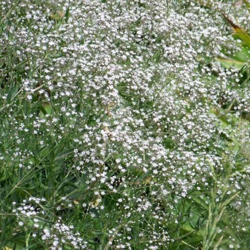 Gypsophila White Festival - Bruidssluier (Groeiplaats)