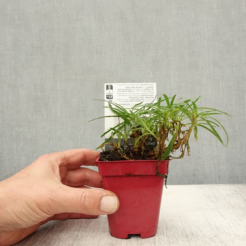 Exemplaar van Gypsophila White Festival - Bruidssluier Kweekpotje van 8/9 cm zoals geleverd in de herfst