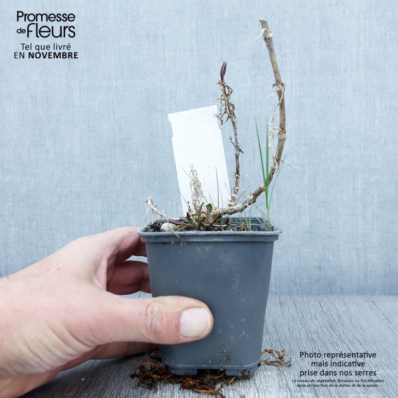 Exemplaar van Gypsophila pacifica - Gipskruid Kweekpotje van 8/9 cm zoals geleverd in de herfst