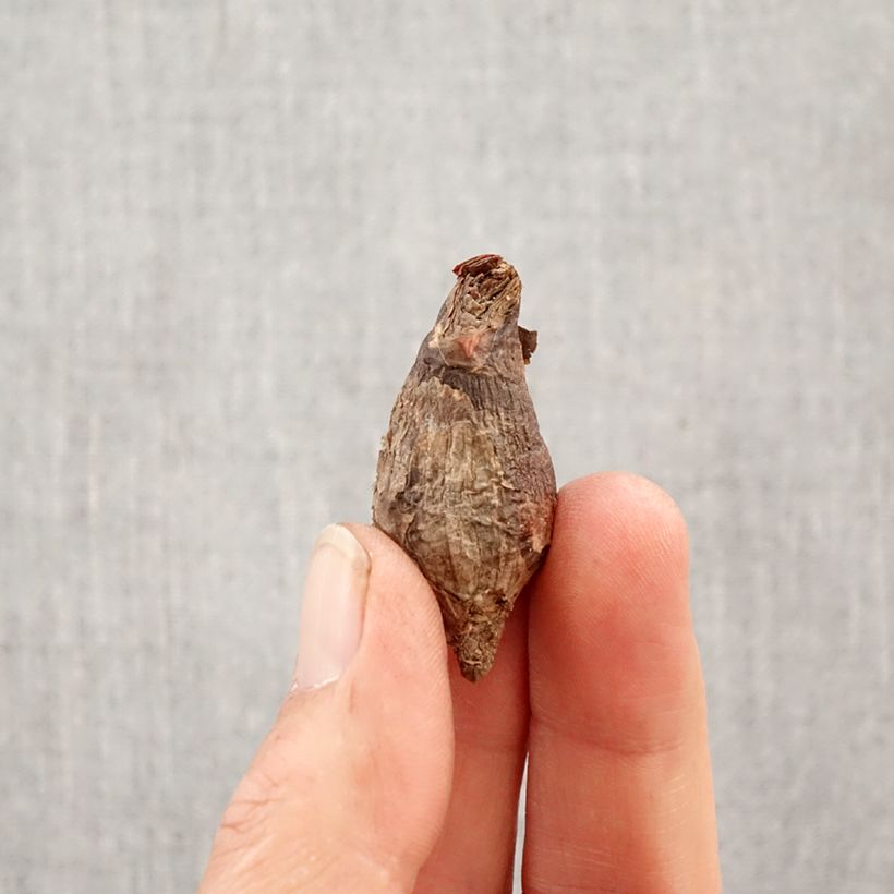 Exemplaar van Habranthus robustus - Regenlelie Bol kaliber 6+ zoals geleverd in de lente