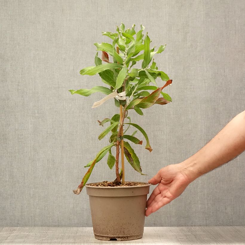 Exemplaar van Hakea victoria - Hakea victoria Pot van 4 l/5 l zoals geleverd in de zomer