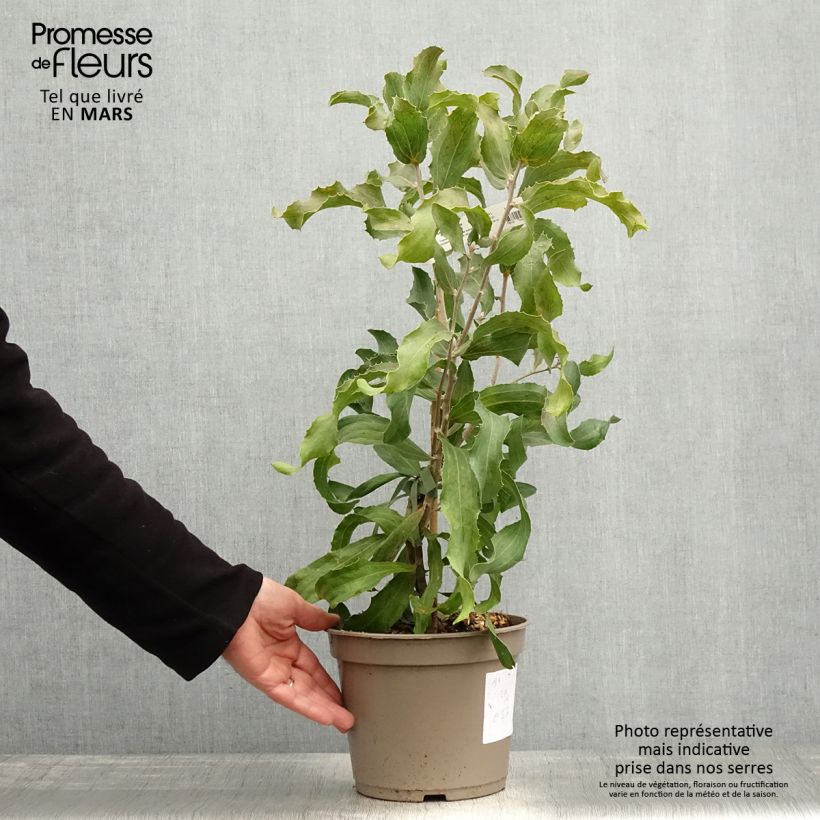 Exemplaar van Hakea victoria - Hakea victoria Pot van 4 l/5 l zoals geleverd in de lente