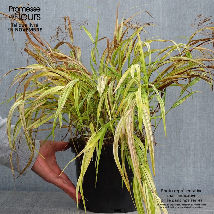 Exemplaar van Hakonechloa macra Aureola - Japans berggras Pot van 2 l/3 l zoals geleverd in de herfst