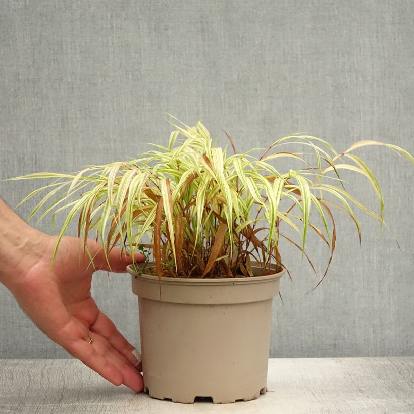Exemplaar van Hakonechloa macra Aureola - Japans berggras Pot van 2 l/3 l zoals geleverd in de zomer
