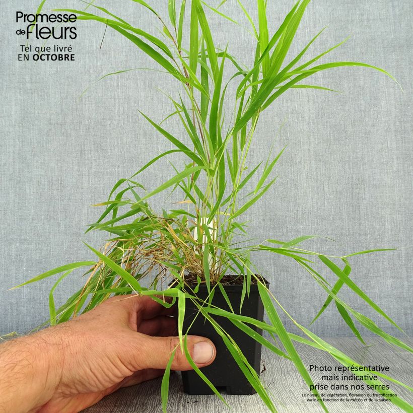 Exemplaar van Hakonechloa macra Beni-Kaze - Japans berggras Kweekpotje van 8/9 cm zoals geleverd in de herfst