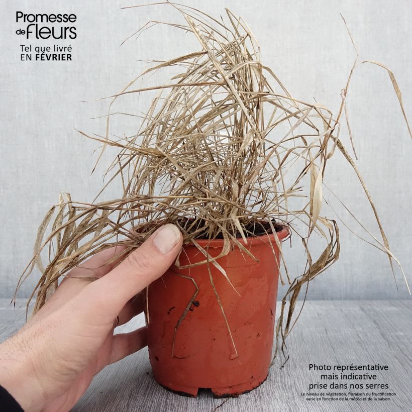 Exemplaar van Hakonechloa macra Beni-Kaze - Herbe du Japon Pot de 1L/1,5L zoals geleverd in de winter