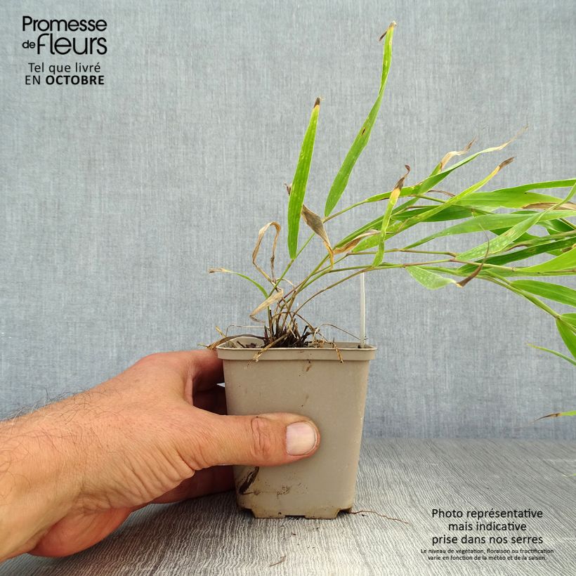 Exemplaar van Hakonechloa macra Sunflare - Japans berggras Kweekpotje van 8/9 cm zoals geleverd in de herfst