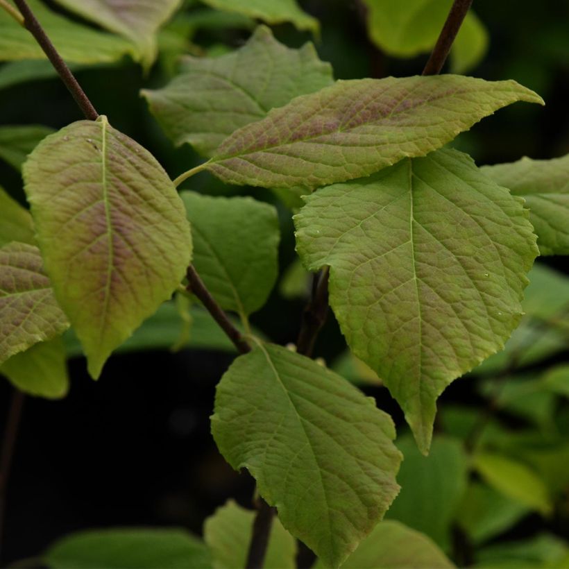Halesia carolina - Sneeuwklokjesboom (Blad)