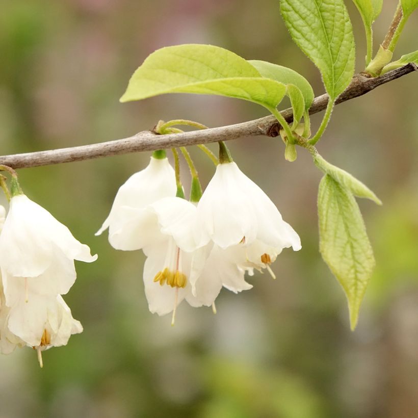 Halesia carolina - Sneeuwklokjesboom (Bloei)