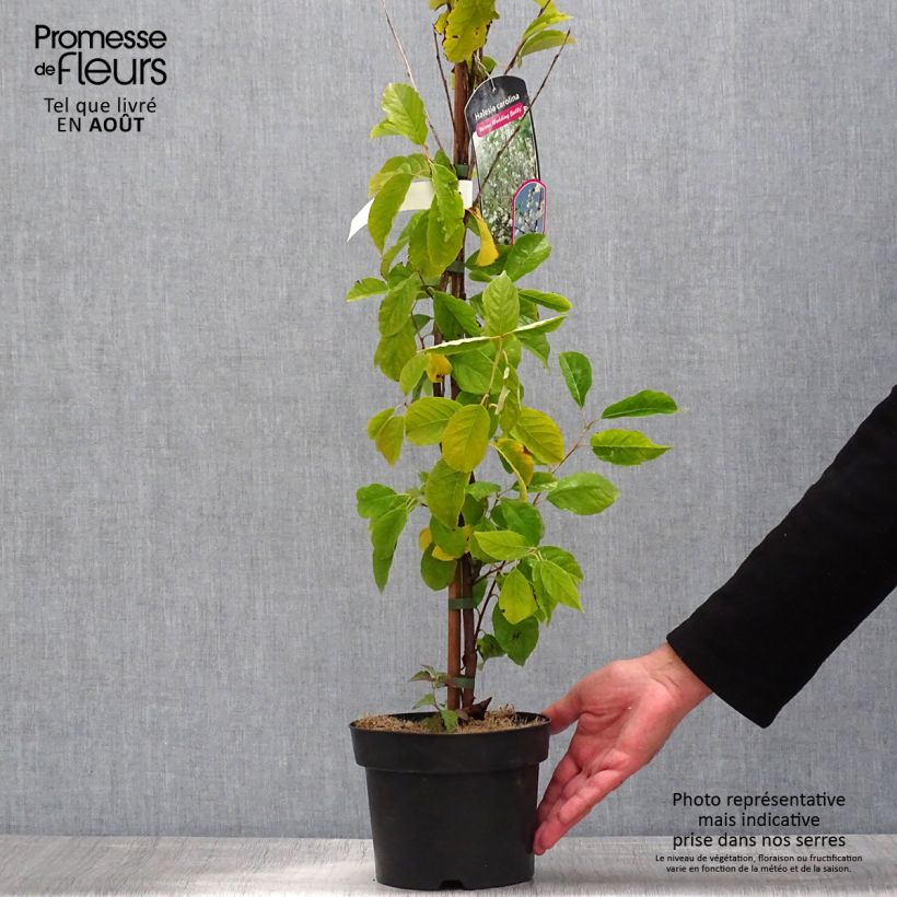 Exemplaar van Halesia carolina UConn - Sneeuwklokjesboom Pot van 2 l/3 l zoals geleverd in de zomer