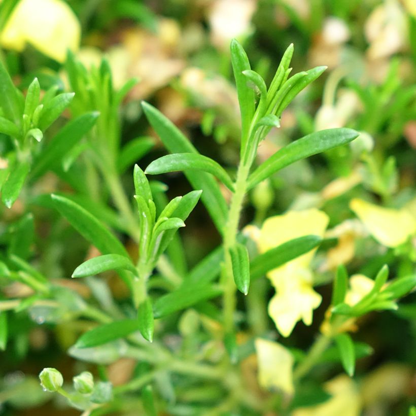 Halimium April Sun - Zonneroosje (Blad)