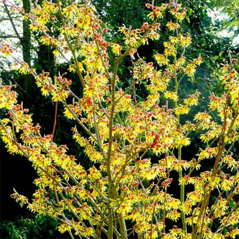 Hamamelis intermedia Arnold Promise - Toverhazelaar (Plant habit)