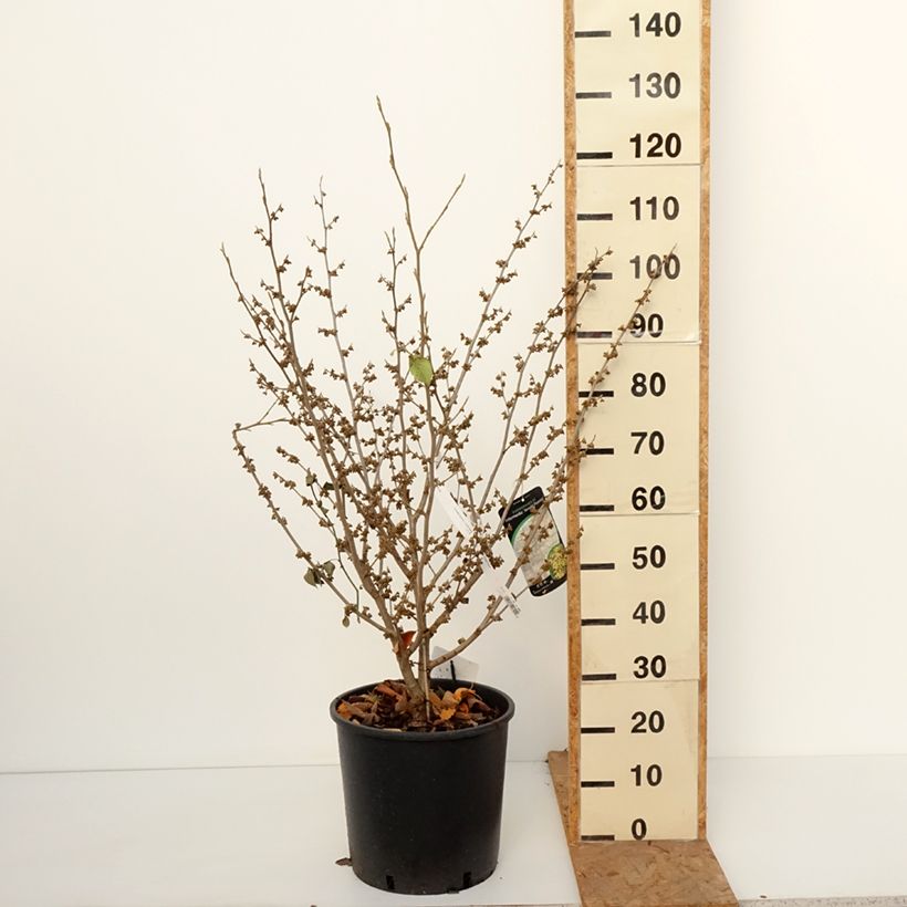 Exemplaar van Hamamelis intermedia Arnold Promise - Toverhazelaar Pot van 18 l/20 l zoals geleverd in de herfst