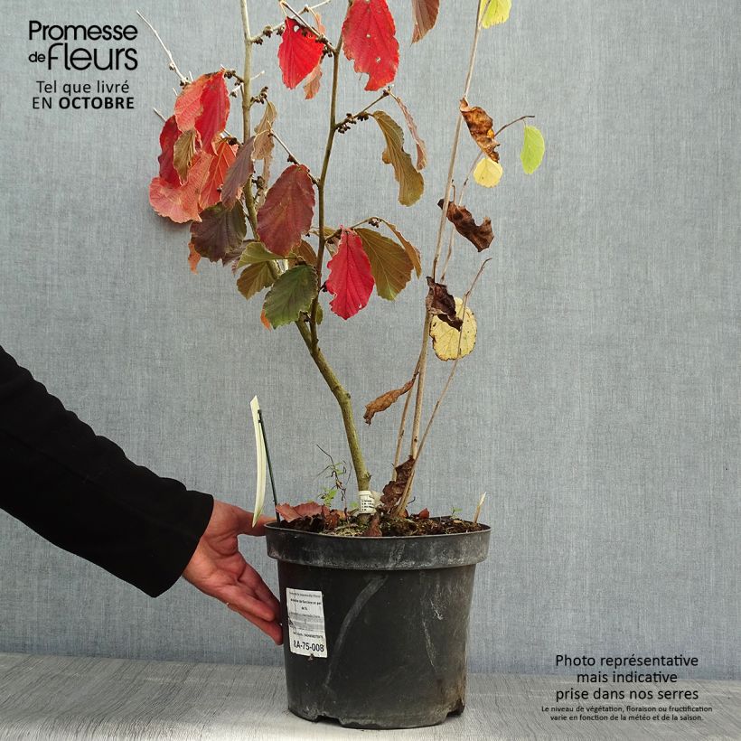 Exemplaar van Hamamelis intermedia Diane - Toverhazelaar Pot van 4 l/5 l zoals geleverd in de herfst