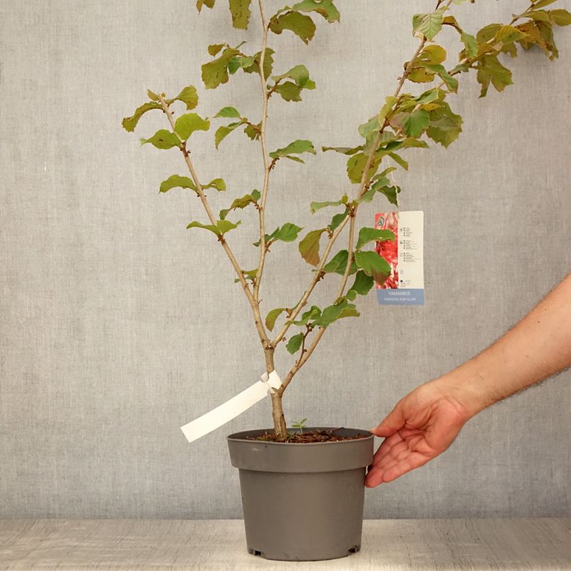 Exemplaar van Hamamelis intermedia Ruby Glow - Toverhazelaar Pot van 4 l/5 l zoals geleverd in de zomer