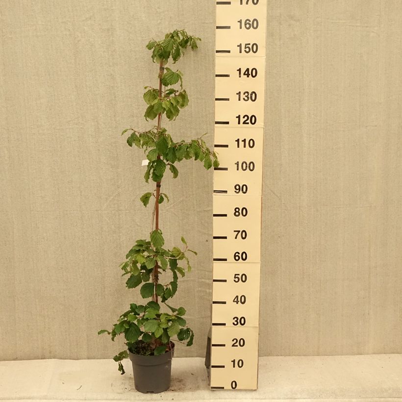 Exemplaar van Hamamelis japonica Pendula - Japanse toverhazelaar Pot van 6 l/7 l zoals geleverd in de zomer