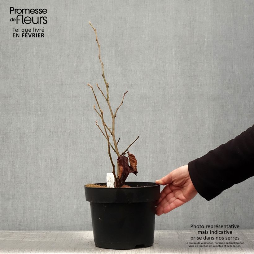 Example of Hamamelis vernalis Amethyst - Toverhazelaar Pot van 7,5 l/10 l as you get in hiver