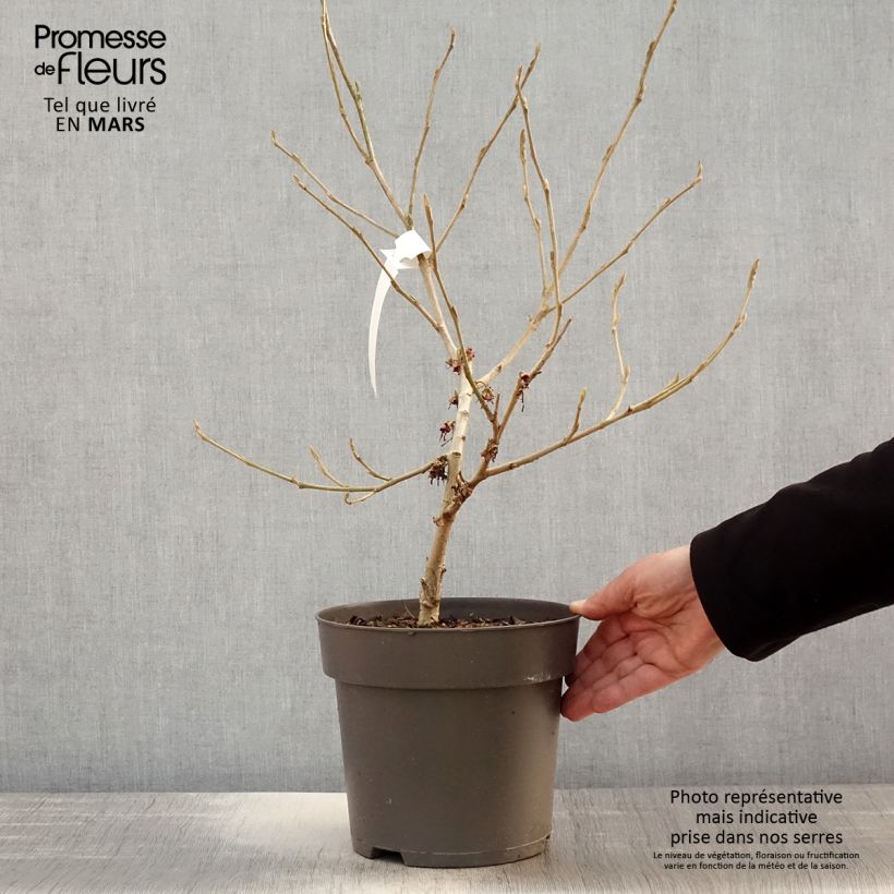 Example of Hamamelis vernalis Washington Park - Amerikaanse voorjaarstoverhazelaar Pot van 4 l/5 l as you get in printemps