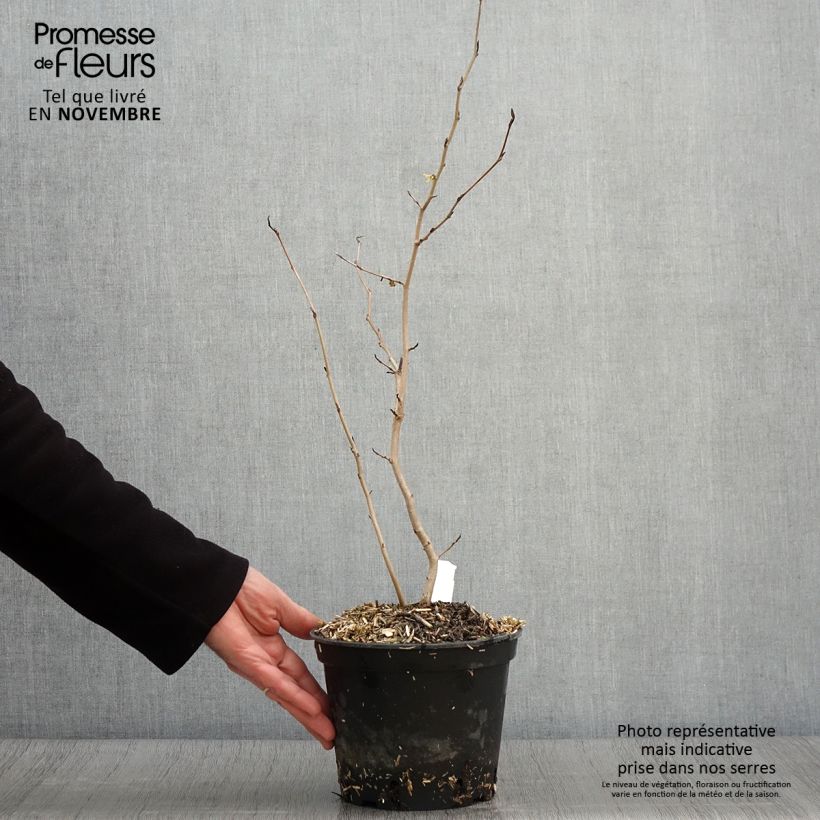 Exemplaar van Hamamelis virginiana - Amerikaanse toverhazelaar Pot van 3 l/4 l zoals geleverd in de herfst