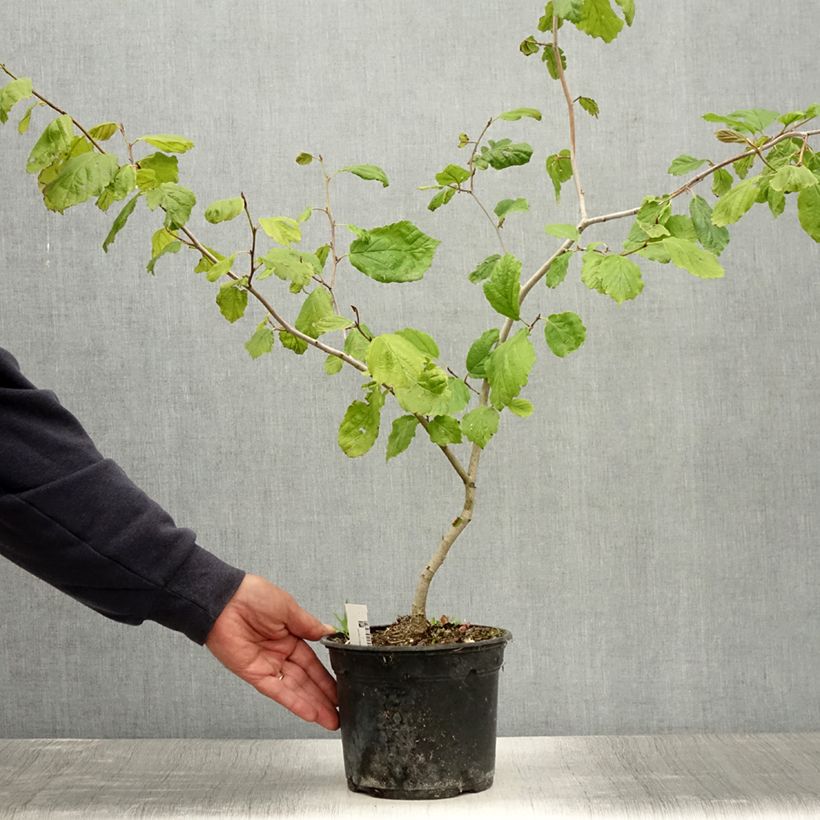 Exemplaar van Hamamelis virginiana - Amerikaanse toverhazelaar Pot van 3 l/4 l zoals geleverd in de zomer