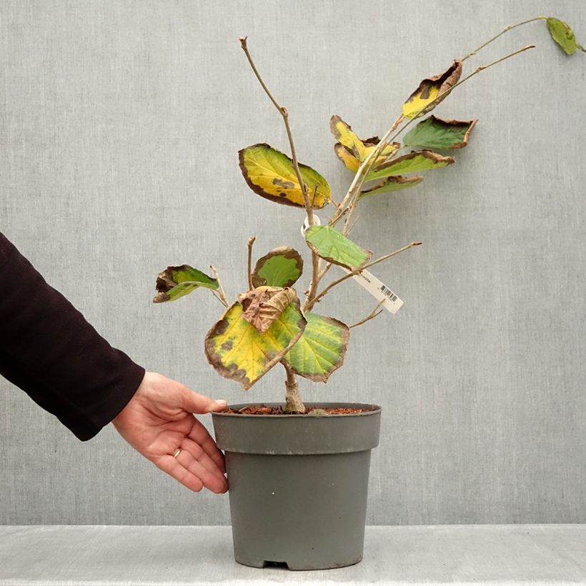 Exemplaar van Hamamelis intermedia Aphrodite - Toverhazelaar Pot van 3 l/4 l zoals geleverd in de herfst