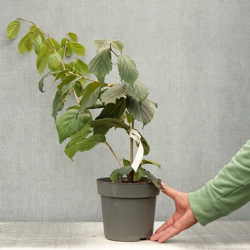 Exemplaar van Hamamelis intermedia Aphrodite - Toverhazelaar Pot van 3 l/4 l zoals geleverd in de zomer