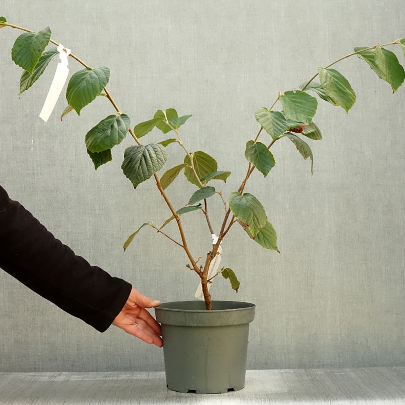 Exemplaar van Hamamelis Barmstedt Gold - Toverhazelaar Pot van 4 l/5 l zoals geleverd in de herfst
