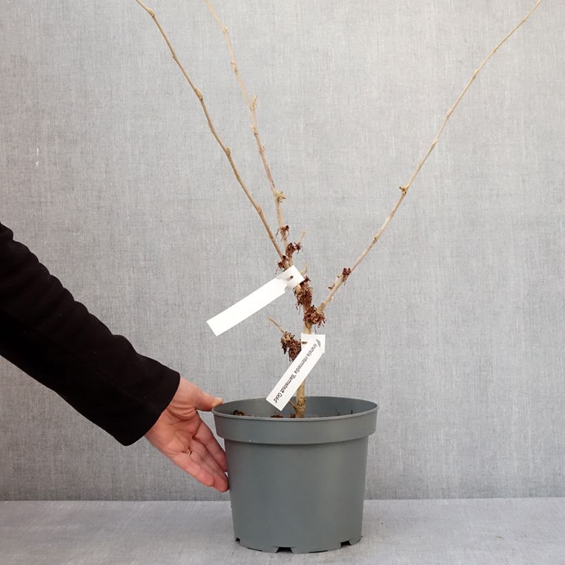 Example of Hamamelis Barmstedt Gold - Toverhazelaar Pot van 4 l/5 l as you get in hiver