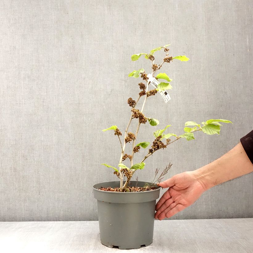 Exemplaar van Hamamelis Barmstedt Gold - Toverhazelaar Pot van 4 l/5 l zoals geleverd in de lente