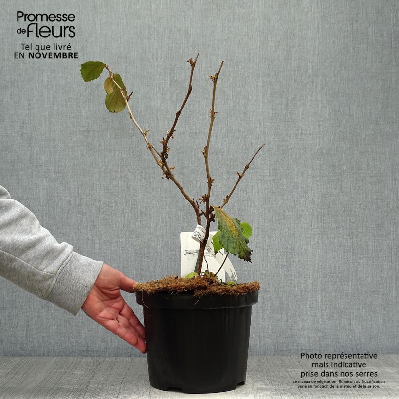 Exemplaar van Hamamelis intermedia Feuerzauber - Toverhazelaar Pot van 4 l/5 l zoals geleverd in de herfst