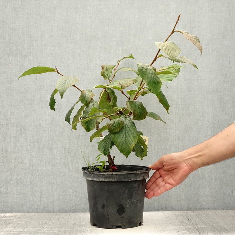 Exemplaar van Hamamelis intermedia Feuerzauber - Toverhazelaar Pot van 4 l/5 l zoals geleverd in de zomer