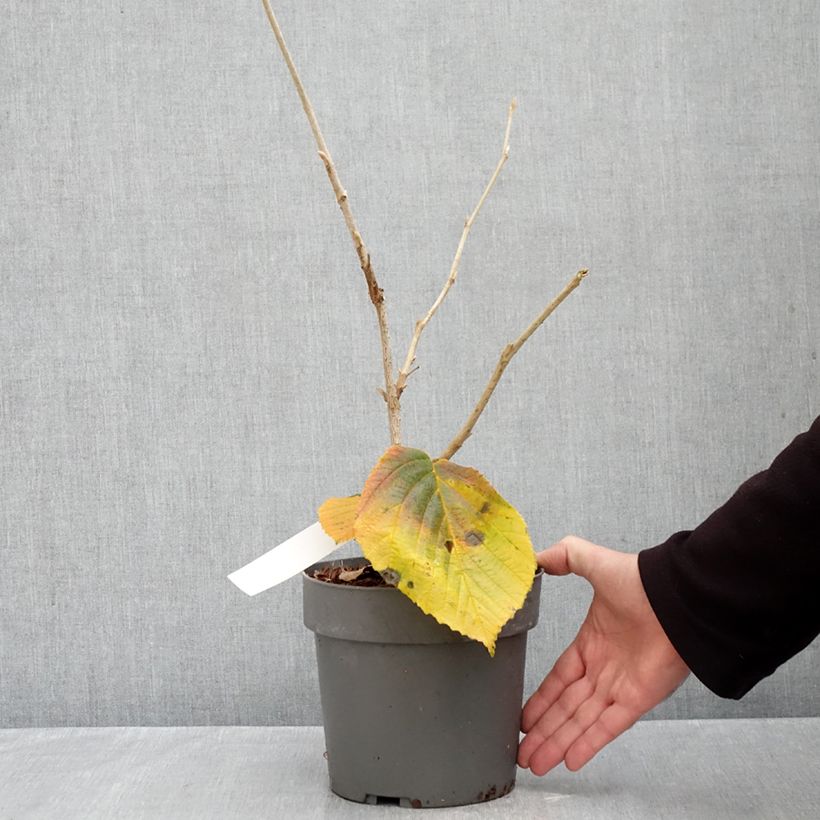 Exemplaar van Hamamelis Orange Beauty - Toverhazelaar Pot van 3 l/4 l zoals geleverd in de herfst