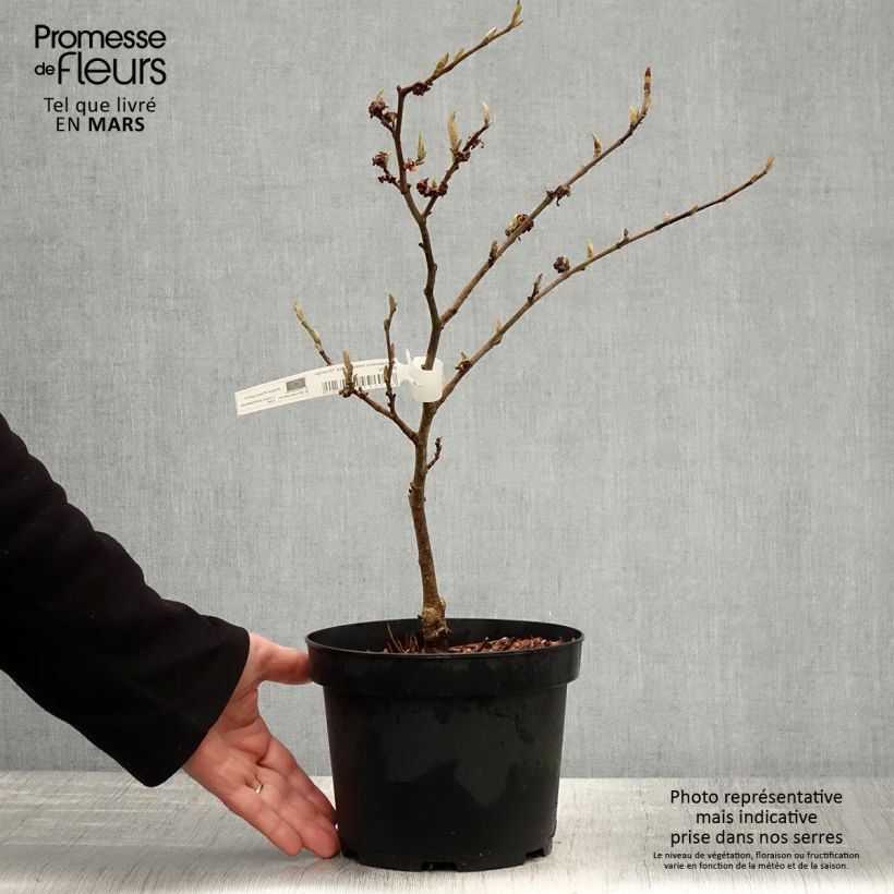 Example of Hamamelis Orange Beauty - Toverhazelaar Pot van 3 l/4 l as you get in printemps