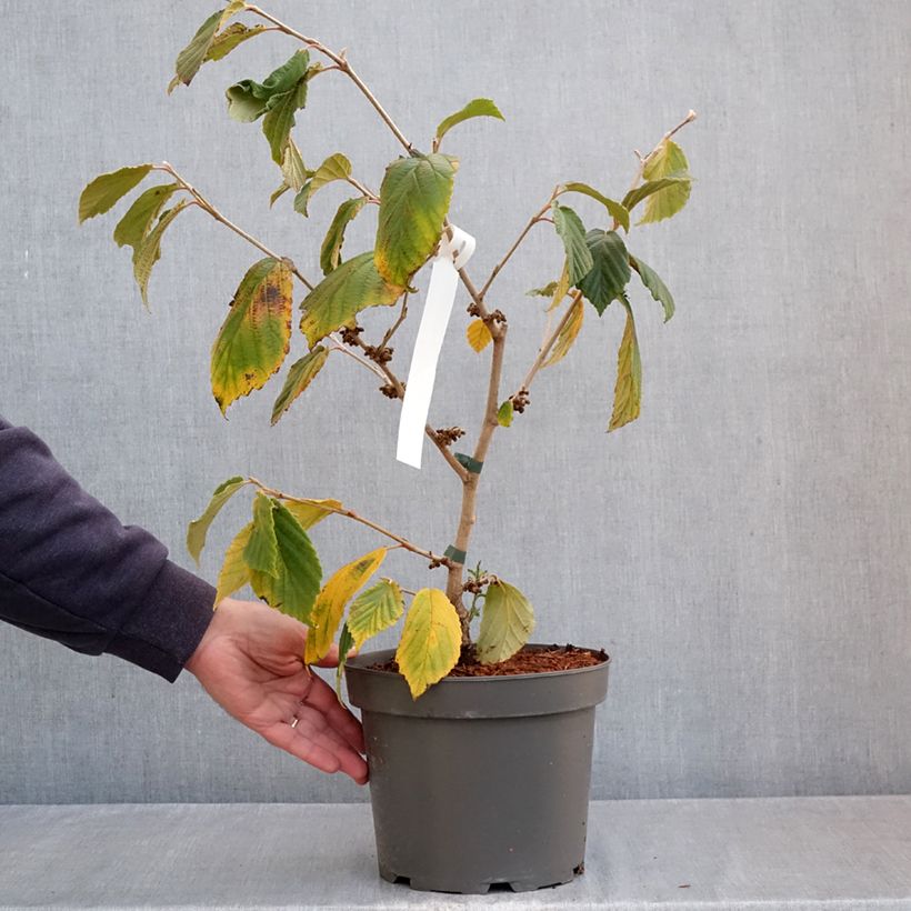 Exemplaar van Hamamelis Orange Peel - Toverhazelaar Pot van 3 l/4 l zoals geleverd in de herfst