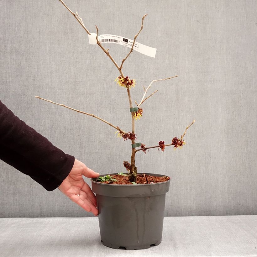 Example of Hamamelis Orange Peel - Toverhazelaar Pot van 3 l/4 l as you get in hiver