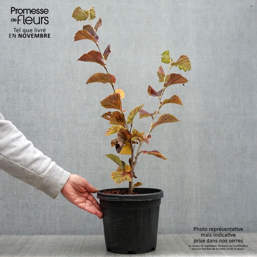 Exemplaar van Hamamelis intermedia Yamina - Toverhazelaar Pot van 4 l/5 l zoals geleverd in de herfst