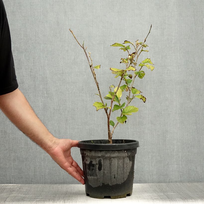 Exemplaar van Hamamelis intermedia Yamina - Toverhazelaar Pot van 4 l/5 l zoals geleverd in de zomer
