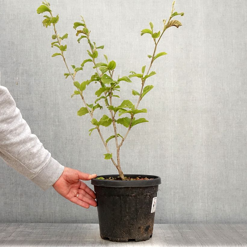 Example of Hamamelis intermedia Yamina - Toverhazelaar Pot van 4 l/5 l as you get in printemps