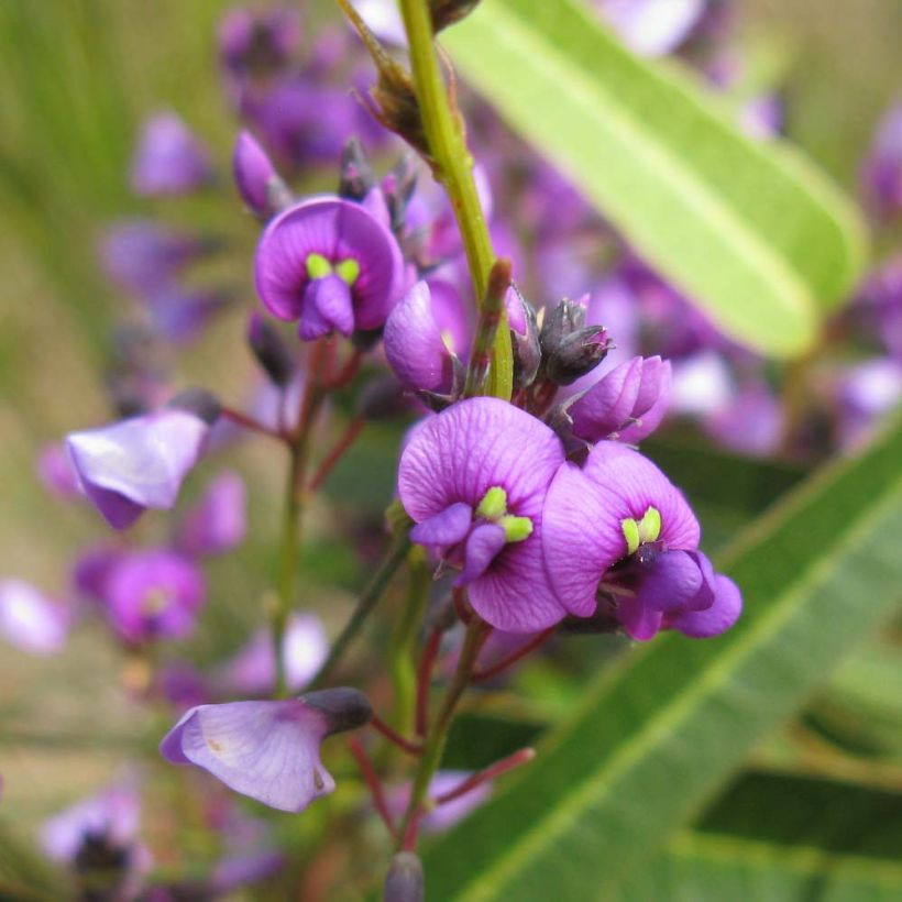 Hardenbergia violacea - Valse sarsparilla (Bloei)