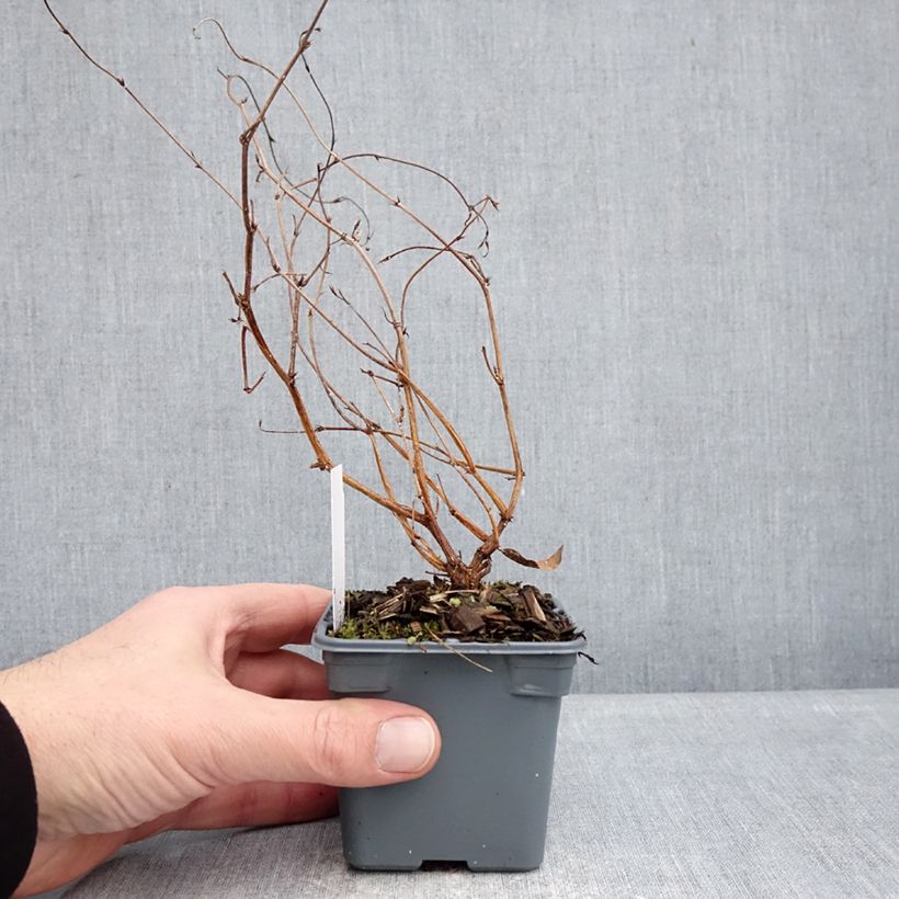 Example of Hardenbergia violacea Meema - Valse sarsparilla Kweekpotje van 8/9 cm as you get in hiver