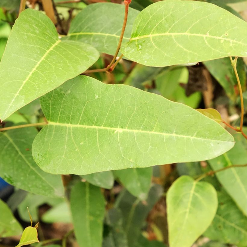 Hardenbergia violacea - Valse sarsparilla (Blad)