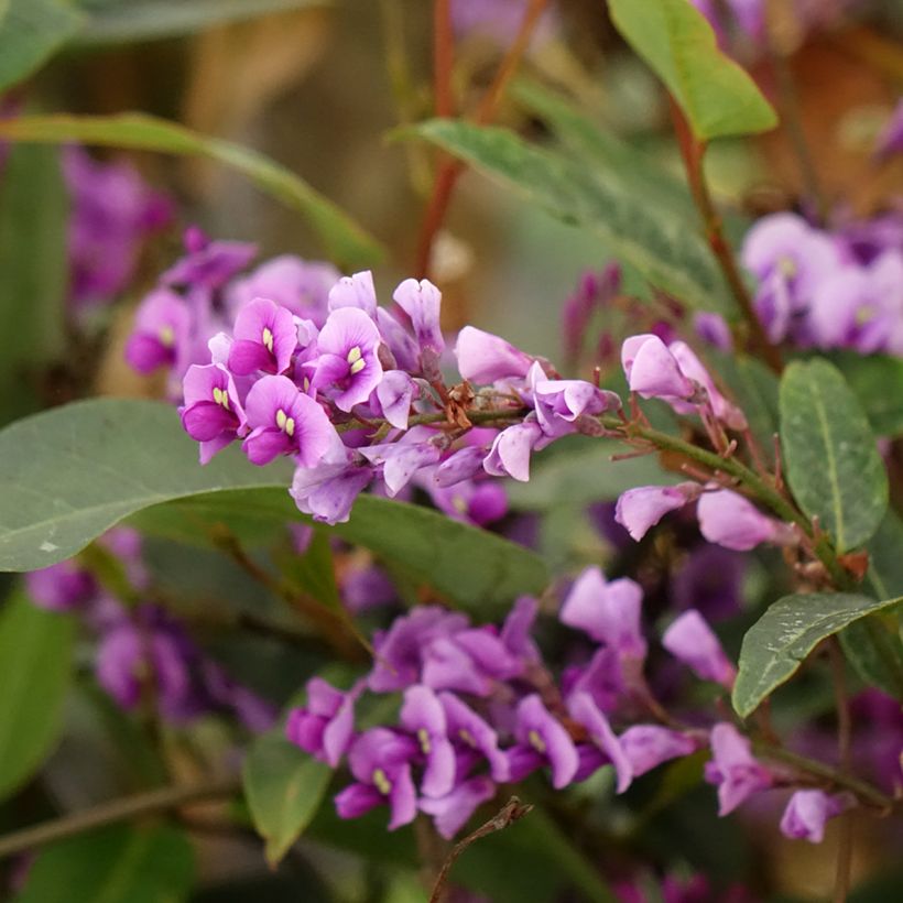 Hardenbergia violacea - Valse sarsparilla (Bloei)