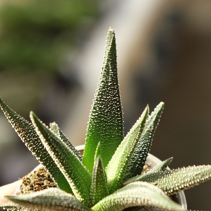 Haworthia fasciata Concolor - Zebraplant (Blad)